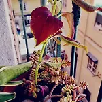 Charming Central Apartment To Rent