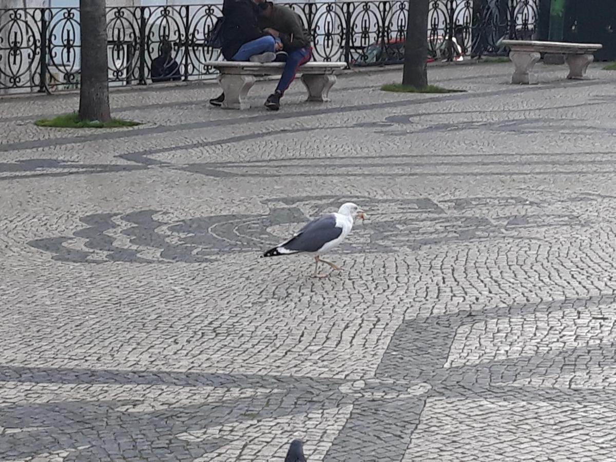 Ameli Lissabon