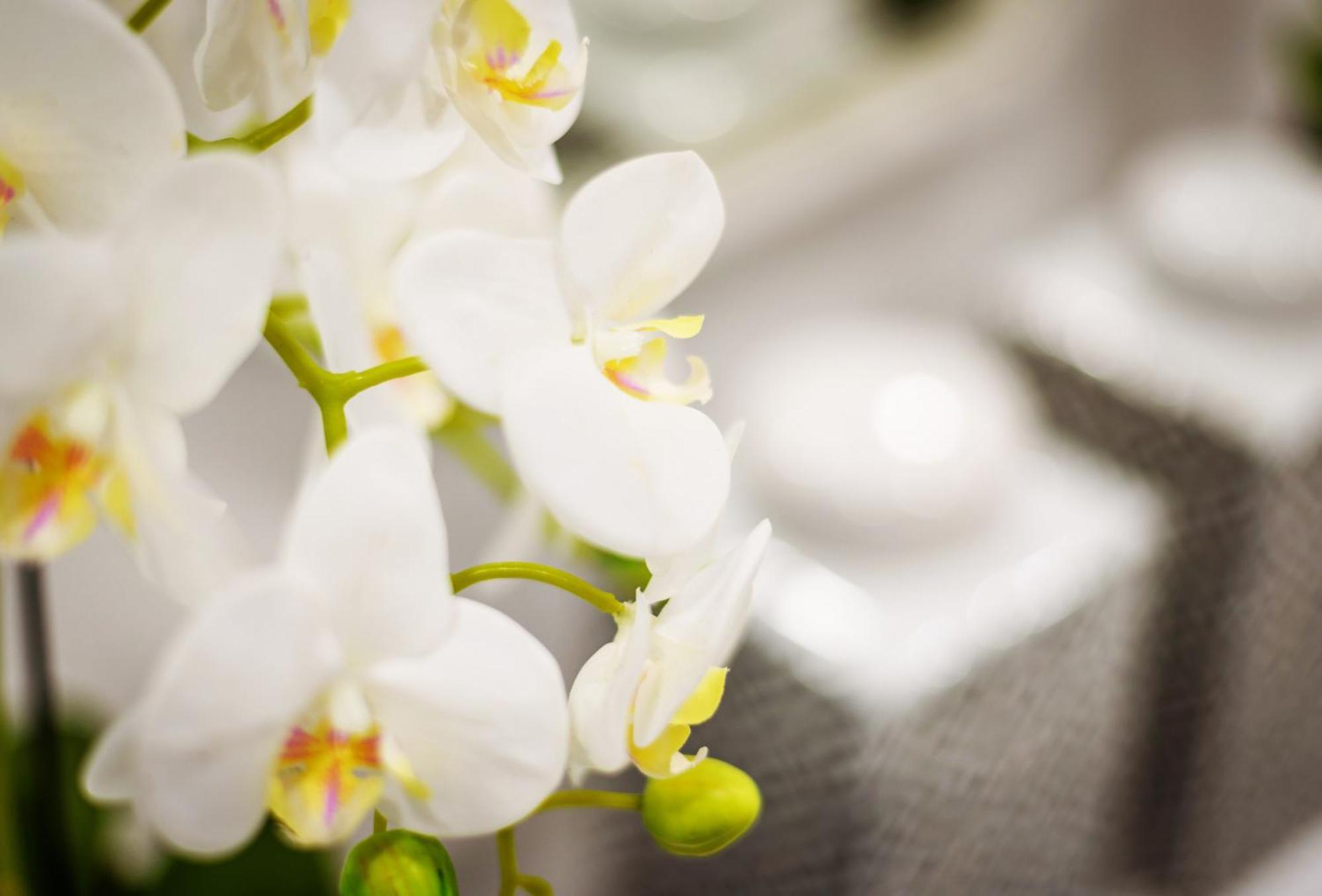 Whome Chic Escape: Your Stylish Haven In Downtown * Lissabon