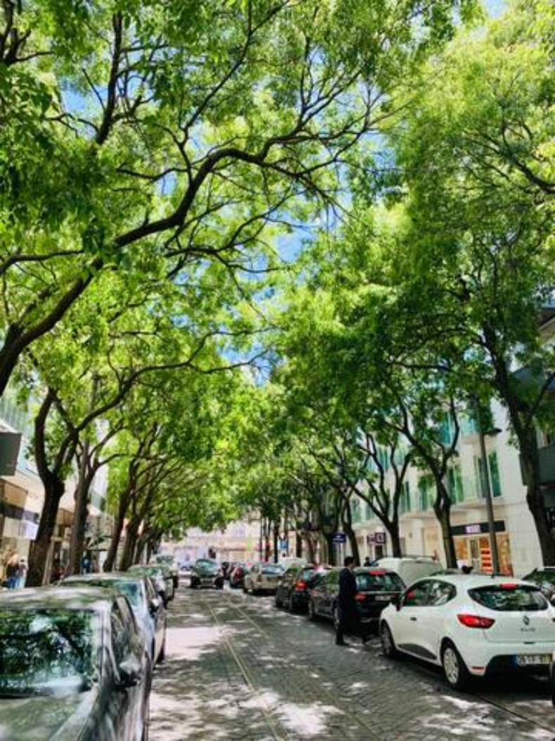 Vm - Cozy & Quiet At Campo Ourique Lissabon