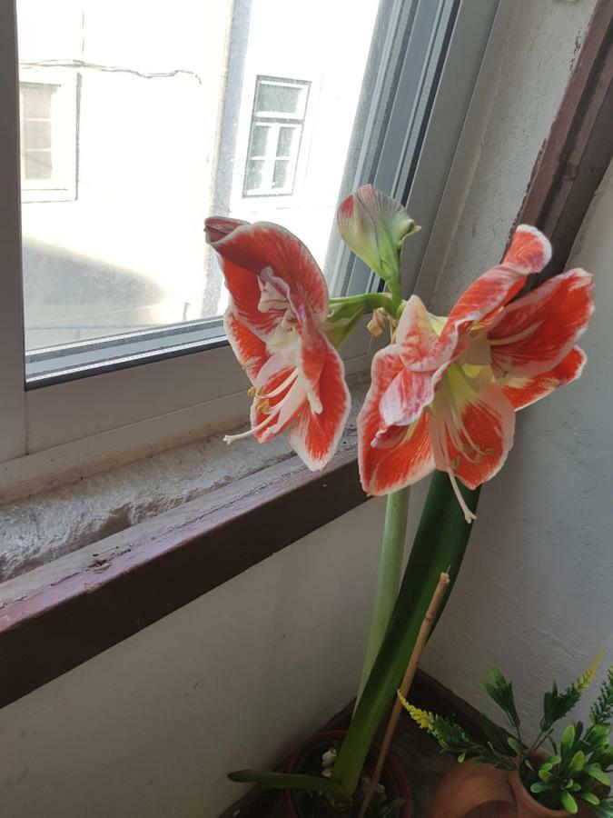 Accommodatie bij particulieren Beatu's Art Sweet Lissabon