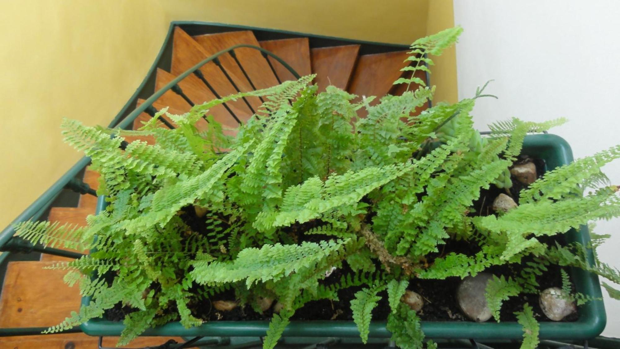 Campo Santana